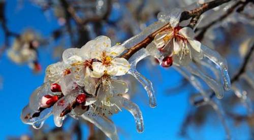 Eskişehir'de zirai don uyarısı: Bu tarihlere dikkat!