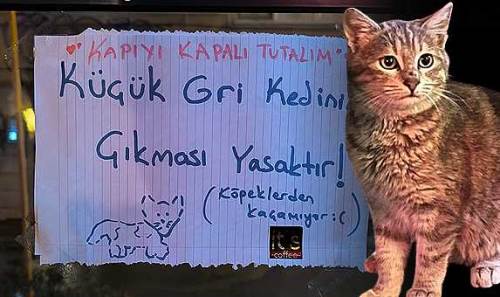 Eskişehir'deki "küçük gri kedi" sosyal medyada viral oldu!
