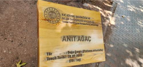 Eskişehir'deki 205 yıllık çınar zamana meydan okuyor!