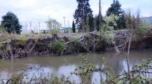 Eskişehir'deki ağaç katliamına tepki