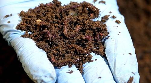 Eskişehir'deki belediye tonlarca solucanla 500 bin lira kazandı!