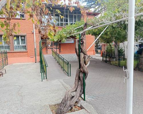 Eskişehir'deki bir okulun bahçesindeki ağaçilgi çekiyor