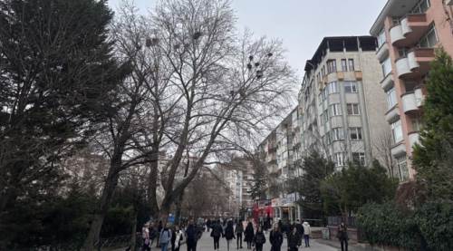 Eskişehir'deki bu ağaca dikkatli bakın: Yaşam var! 