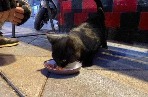Eskişehir'deki bu durak sadece insanlar için değil: Onlar da geliyor...