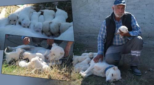 Eskişehir'deki bu görüntü sahibini bile şaşırttı