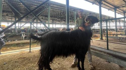 Eskişehir'deki bu keçinin boyunu duyan şaşırıyor