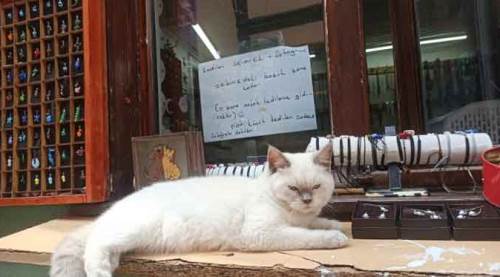 Eskişehir'deki bu kediler para ile seviliyor!