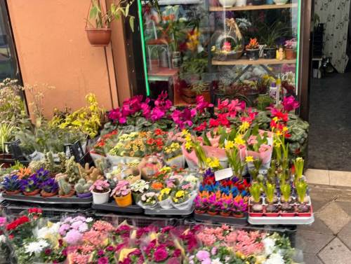 Eskişehir'deki çiçekçilerde 14 Şubat hazırlıkları başladı
