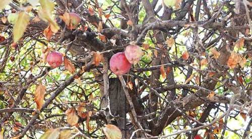 Eskişehir'deki elma ağacında şaşkına çeviren not