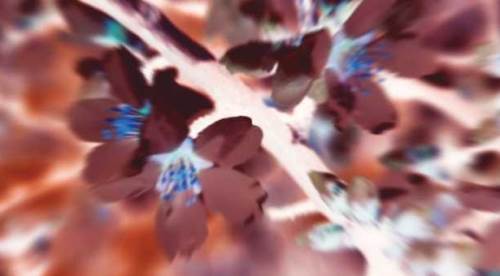 Eskişehir'deki güzel görüntünün ardındaki gerçek korkutuyor!