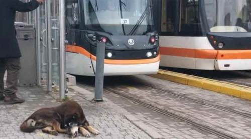 Eskişehir’deki kar yağışı en çok onları etkiledi!