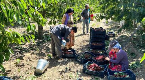 Eskişehir'deki kiraz hasadı yüzleri güldürdü