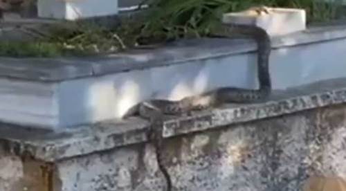 Eskişehir'deki mezarlıkta dev yılan paniği