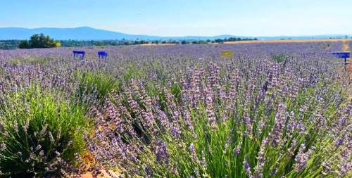 Eskişehir'deki o bahçe yeni turizm merkezi olmaya aday!
