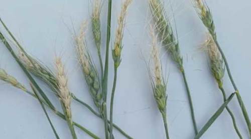 Eskişehir'deki o topraklarda zarar büyük: Don fena vurdu