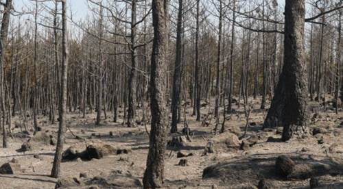 Eskişehir'deki orman yangını kontrol altına alındı !
