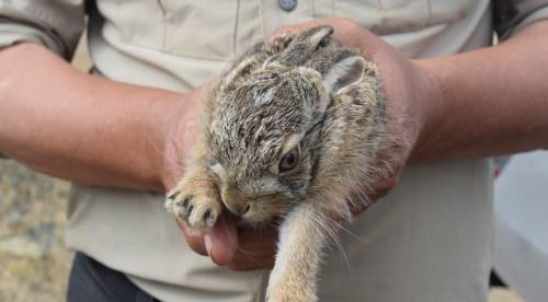 Eskişehir'deki orman yangını onları da vurdu !