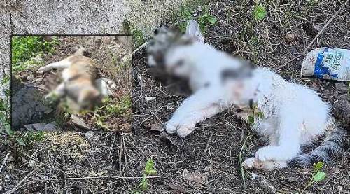 Eskişehir'deki peş peşe ölümler mahalleyi ayağa kaldırdı!