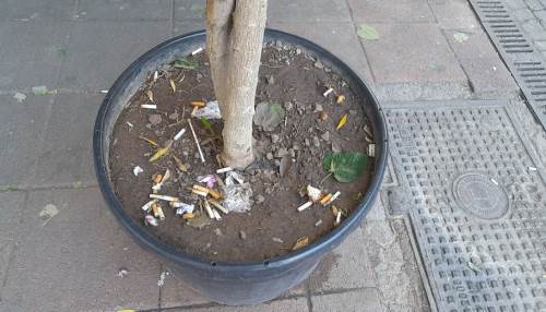 Eskişehir'deki saksılar izmarit küllüğüne döndü! 