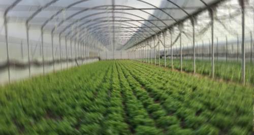 Eskişehir'deki serada onu görünce direkt fotoğrafladı! 