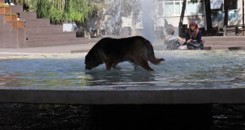 Eskişehir'deki süs havuzunun davetsiz misafiri