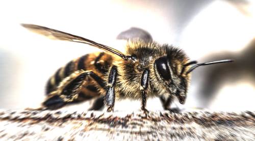 Eskişehir'deki tehlikenin habercisi arılar oldu!