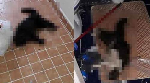 Eskişehir'deki vahşet için suç duyurusu