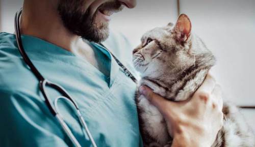 Eskişehir'deki Veteriner Klinikleri ve Adresleri