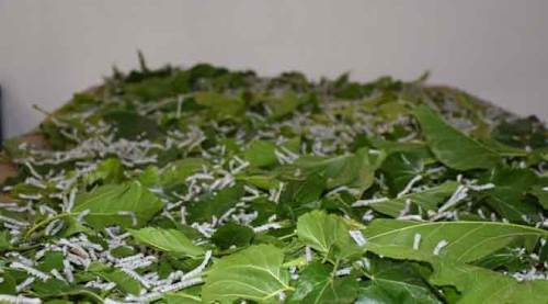 Eskişehir'den 64 kente ücretsiz gönderildi! Tam 140 milyon...