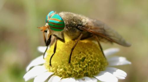 Eskişehir'den bilim dünyasını heyecanlandıran yeni keşif!