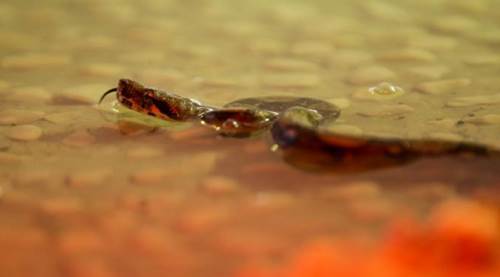 Eskişehir'den Bursa'ya götürüldüler: Binlerce kişi onları bekliyor