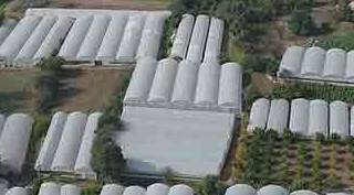 Eskişehir'den her gün 10 TIR yeşillik İstanbul'a gidiyor