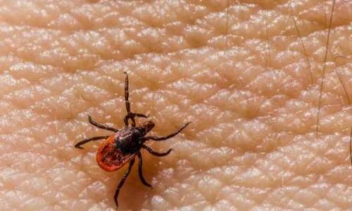 Eskişehir'den kene ve şap hastalığı için kritik uyarı