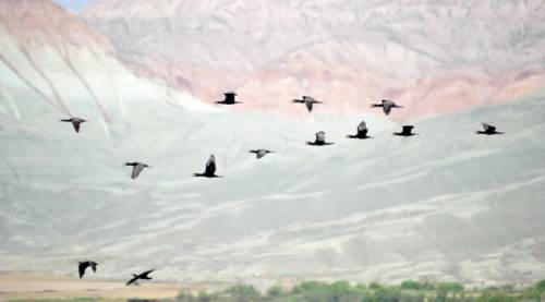 Eskişehir'e 130 km uzaktaki cennet: Nallıhan Kuş Cenneti