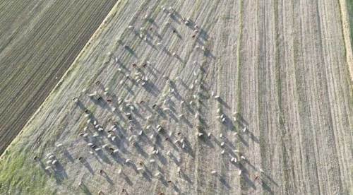 Eskişehir'e beklenen kış gelmeyince bu görüntü normal oldu!