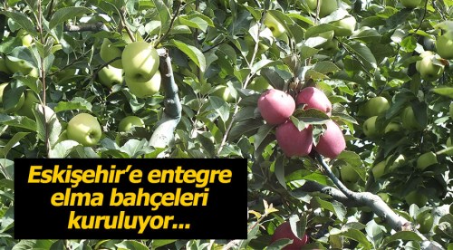Eskişehir'e entegre elma bahçeleri kuruluyor