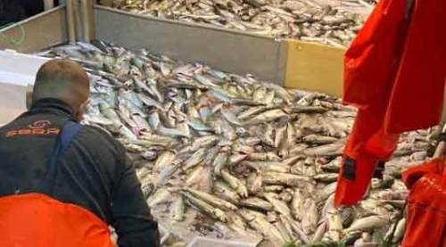 Eskişehir'e lüfer yağmuru olacak: Balık severlere müjde!