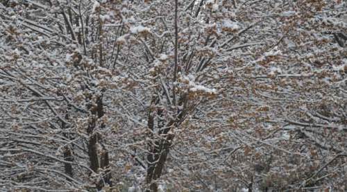 Eskişehir'e zirai don uyarısı!..