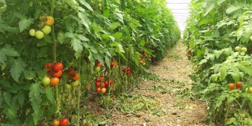 Eskişehir hastalık ve zararlı kontrolleri devam ediyor