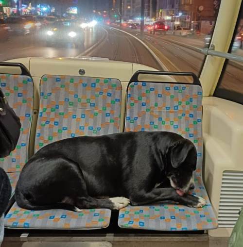 Eskişehir'i ikiye bölen görüntü: Müdahale edilecek mi?