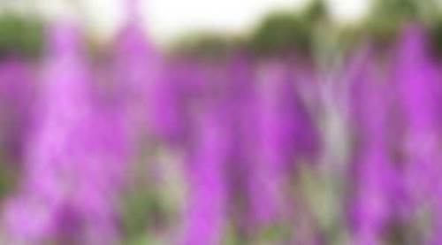 Eskişehir'i mora boyadı: Kentte görsel şölen