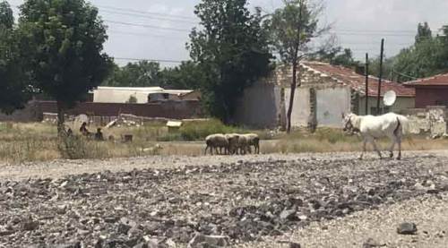 Eskişehir'in "at" sorunu bir türlü çözülemiyor!