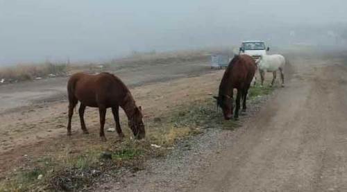 Eskişehir'in "at" sorunu çözülemiyor, şimdi de...