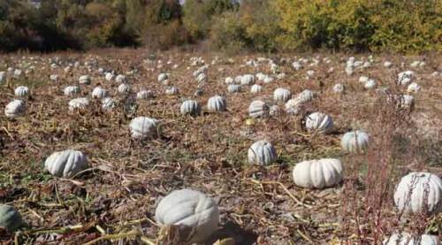 Eskişehir'in "kış" gözdesi pazarda yerini alıyor, fiyatı ise...