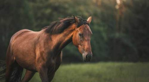 Eskişehir'in 200 yıllık geleneği tanıtıldı: İşte Mahmudiye’nin asil mirası...