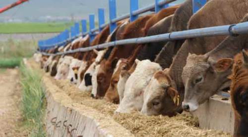 Eskişehir’in 3 merkezi ilçesinde kurban kesim yerleri belli oldu
