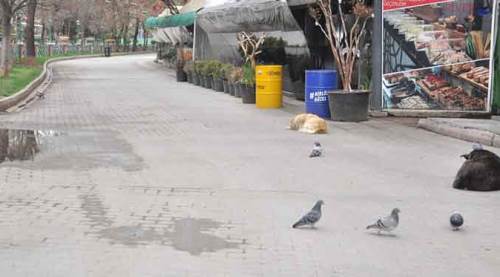 Eskişehir'in Adalar'ı onlara kaldı...