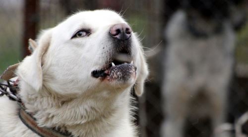 Eskişehir'in Akbaş'ı asayiş köpeği oluyor