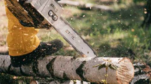 Eskişehir'in akciğerleri söküldü!