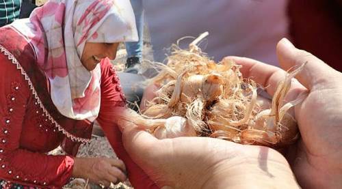 Eskişehir'in altın bitkisi kadınlara umut oldu